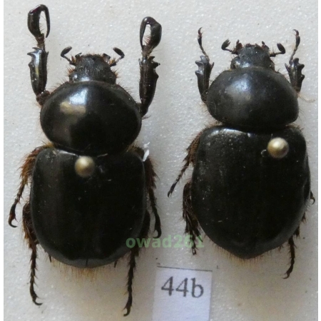 Peltonotus morio (Burmeister,1847) pair +20mm Thailand44b